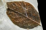 Two Paleocene Fossil Leaves (Zizyphoides & Nyssa) - Montana #165026-1